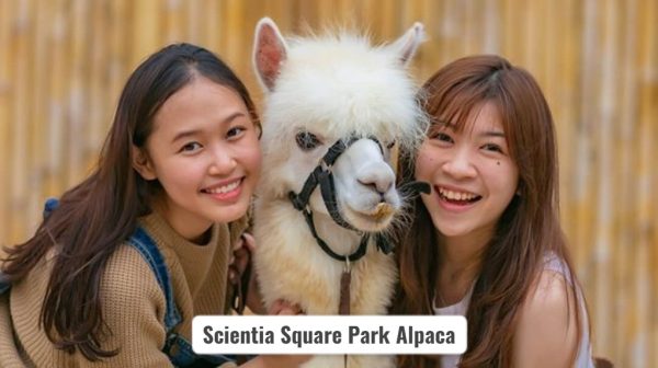 Scientia Square Park Alpaca